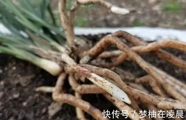 秋天兰花空根怎么办?这几种错误的处理方法,很难让空根再生根