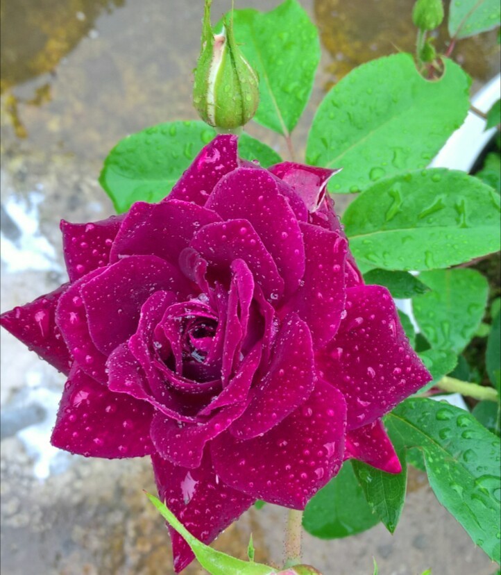 玫瑰花在花期施肥要点，玫瑰花全年施肥特点