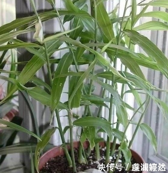 花苞|“姜”丢进盆里就能活,开出漂亮“大花苞”,不仅好看、更好养