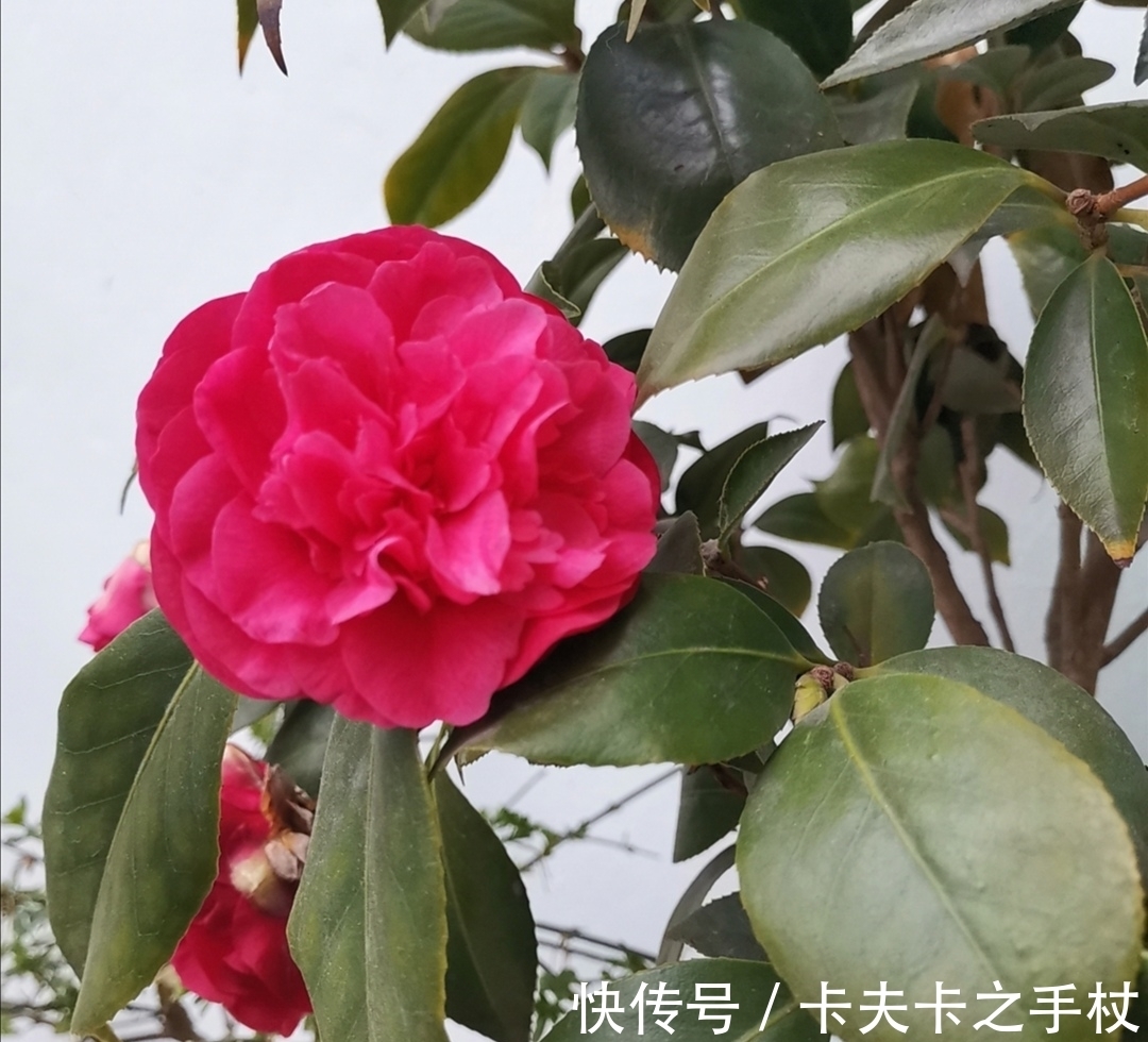 栀子花|这3种公认难养的花，想要养好也不难，先满足它们这个“喜好”