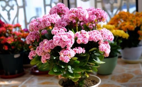 春天常去“轧马路”的人，多捡些它们养花吧，省钱实用