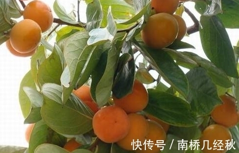 一段时间|农村常见的一种叶子，泡水喝坚持一段时间，5大好处收入囊中！