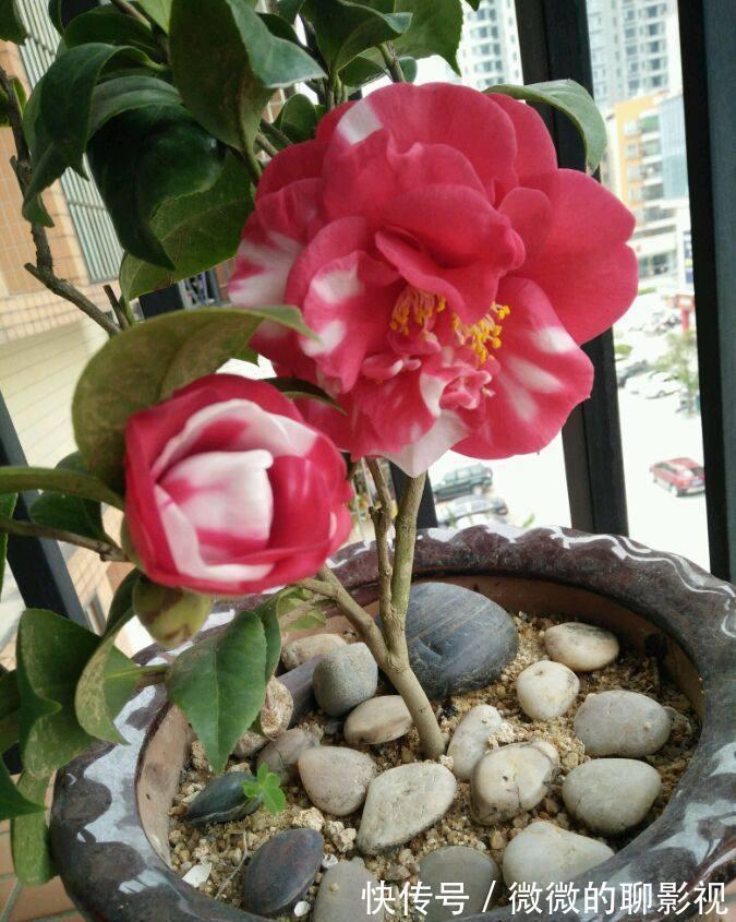 此花是中国十大名花之一，花开30朵，漂亮不输牡丹