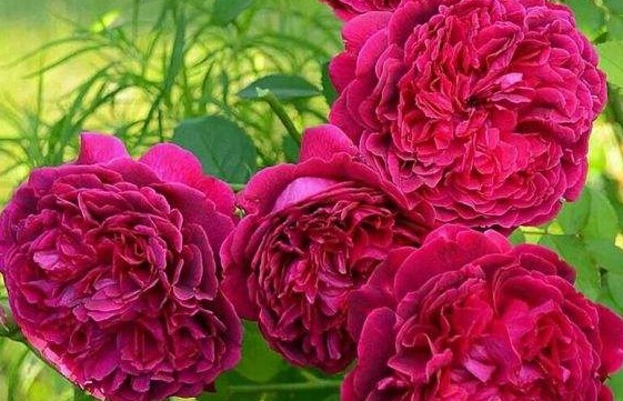 新手养花就养一盆“威廉莎士比亚”，花大色艳，花期长适合盆栽养