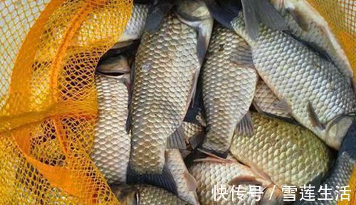 酒米|钓鱼技巧:科学打窝钓得更多,这几种打窝方法更留鱼,你学不学?
