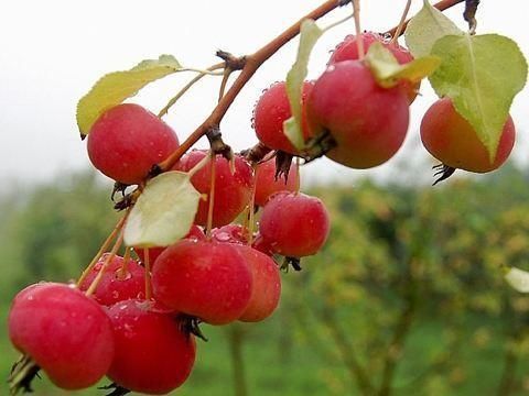 营养成分|聪明女性都爱吃的食物,每天吃些,补血护肤,延缓衰老,清理毒素