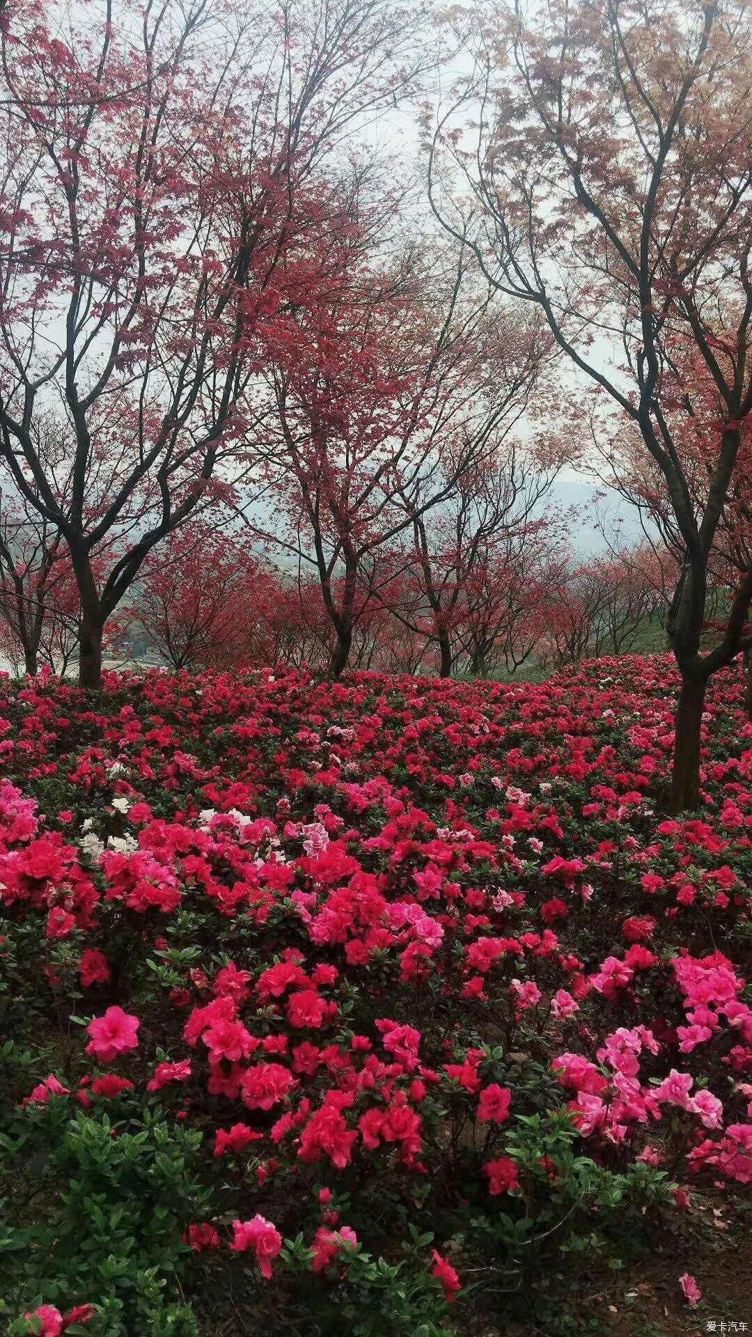 谁说春天只有绿色，南湖植物园告诉你春天还可以是红色的