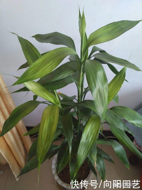 黄叶子|富贵竹不长根，用矿泉水发根，大白根一周长满瓶子，叶子油绿绿