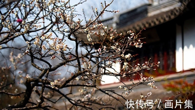 宋代!宋代词人吕本中雪天赏梅,以词言情,藉景映托,意蕴深婉流美