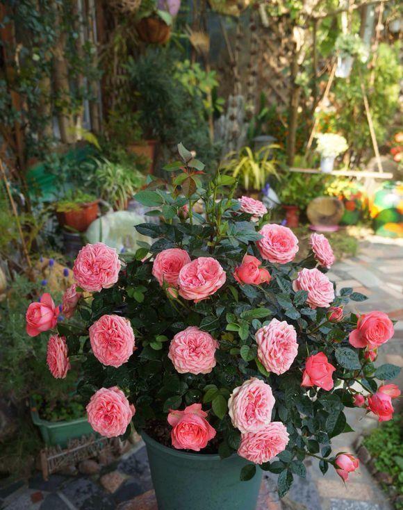 花盆|花盆中一旦发现“它”，别犹豫抓紧翻盆换土，否则花儿活不长久