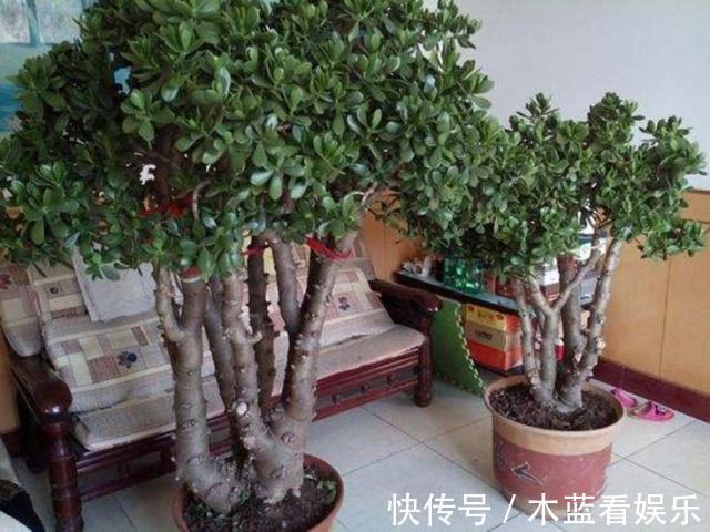 修剪|玉树这样“修剪”才能茎秆粗壮,“玉树临风”,花开不败