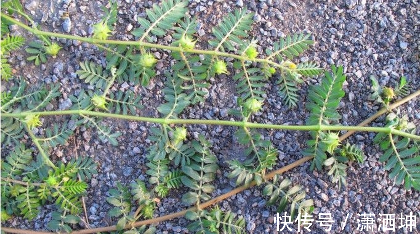 强身健体|遍布各地的野草,却是运动员唯一可以使用的“兴奋剂”