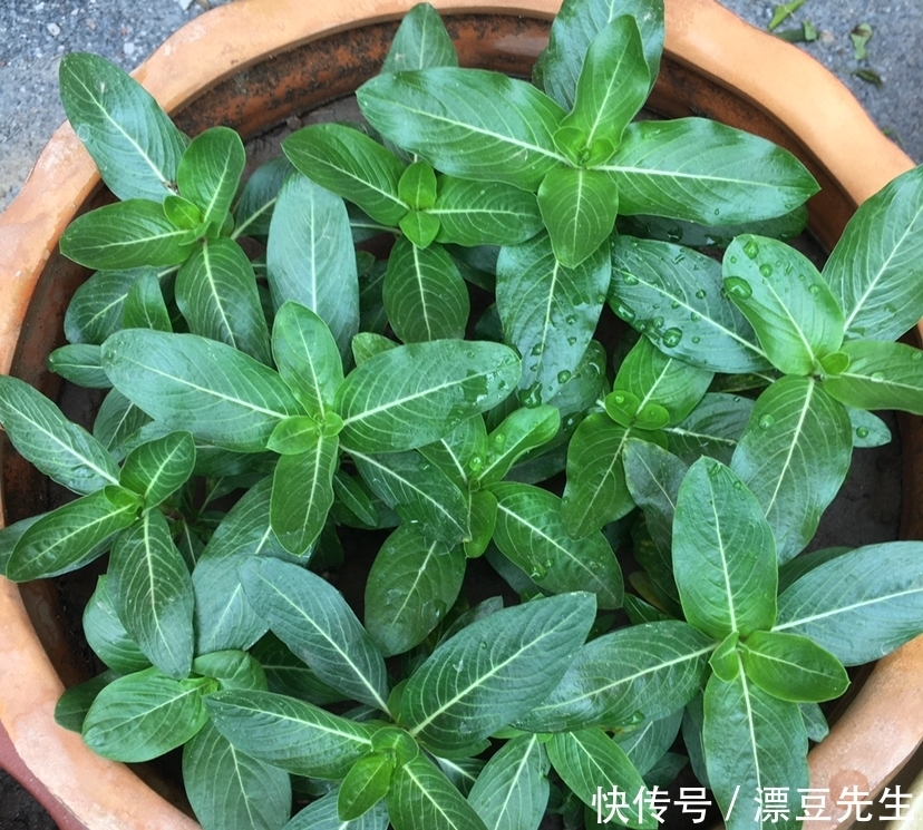 倒春寒来袭,养花5件事不能做,不然花熬不过去全死了