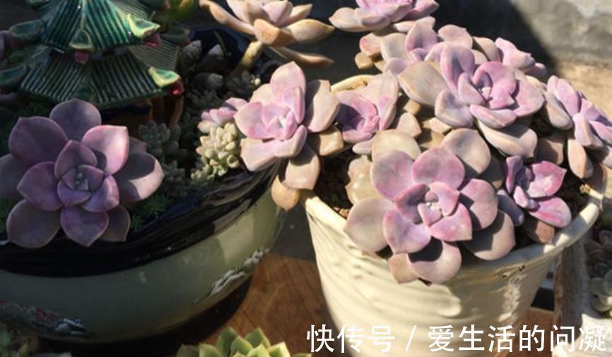 夏天|夏天多肉有“5怕”,及时避开才能安全度夏,入秋后越长越美