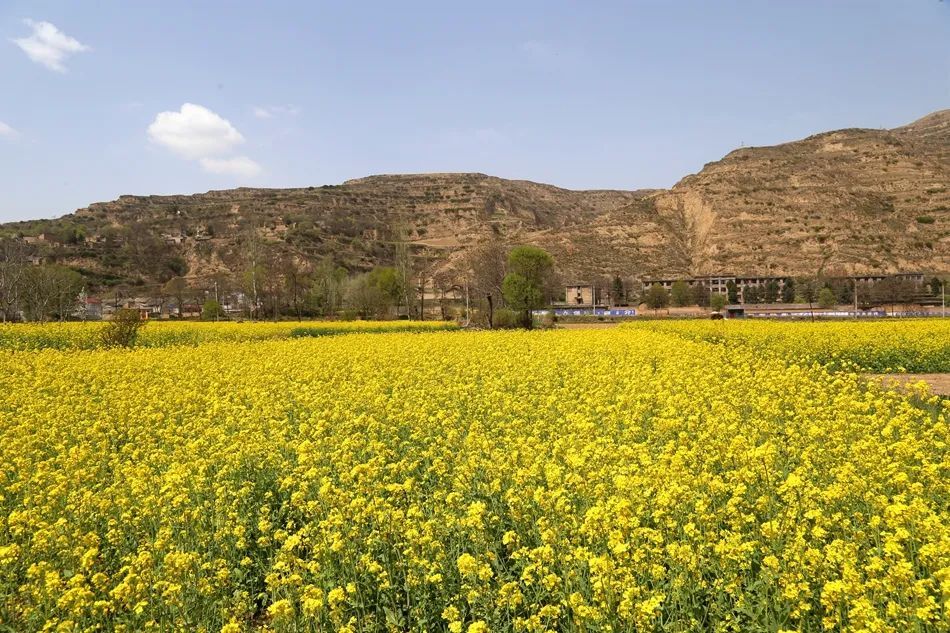 武山四门：香醋之乡，油菜花香