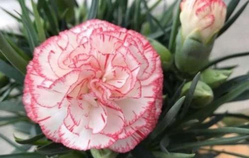 阳台适合养3种花,人养花,花也养人,解毒败火,家家必备!