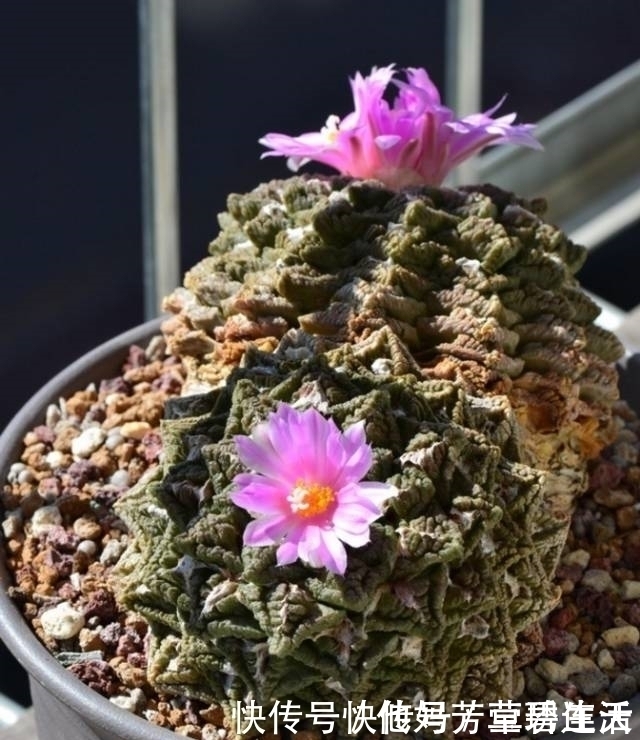 多肉|这个小盆栽居然卖600多万,快看看你家有没有!