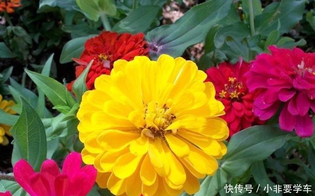 这3种花大家都说土,其实它们开花时间最长,花朵最多!