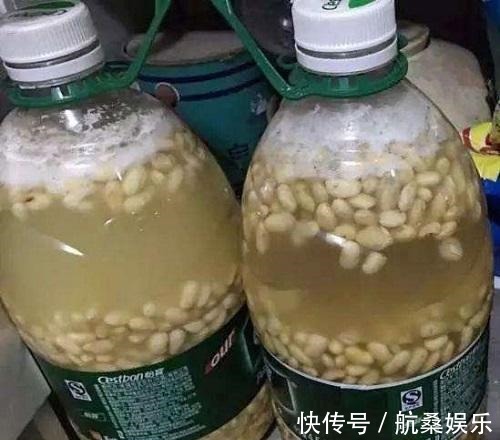 君子兰就喜欢这3种肥,家里都有,埋在盆里就有用,根壮花多