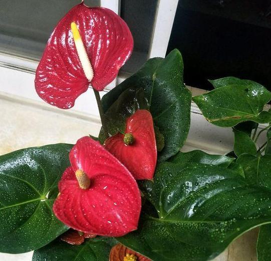 红掌盆栽叶黄花小怎么办掌握4招,植株状态好、叶绿花大色艳