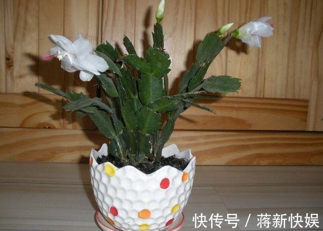 蟹爪兰开败了,“肥料”一定要给足,叶子厚实有力,下次开花变多