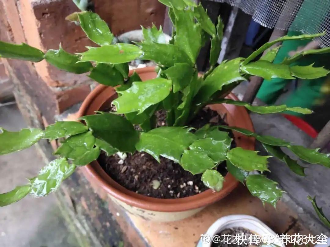 半个月|半个月没太阳,给花开浴霸补光,竟然开了300朵