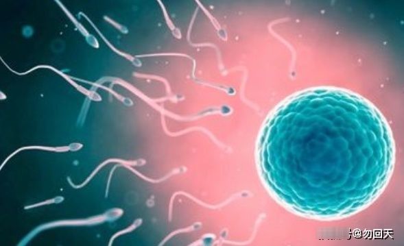 适应能力|同样是怀孕,有的人孕吐厉害,有的却没事?可能和腹中胎儿有关系