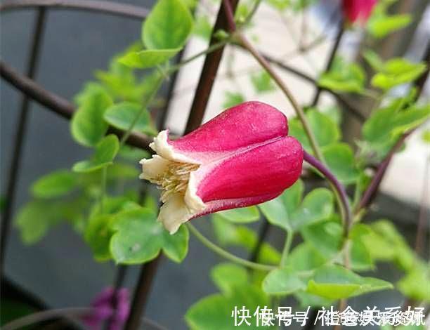 铃铛|最好养的铁线莲,不“立枯”,花期长,开到深秋都不停