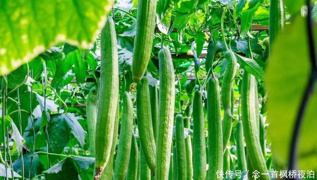 想有个菜园,余生低头种菜,抬头看花...