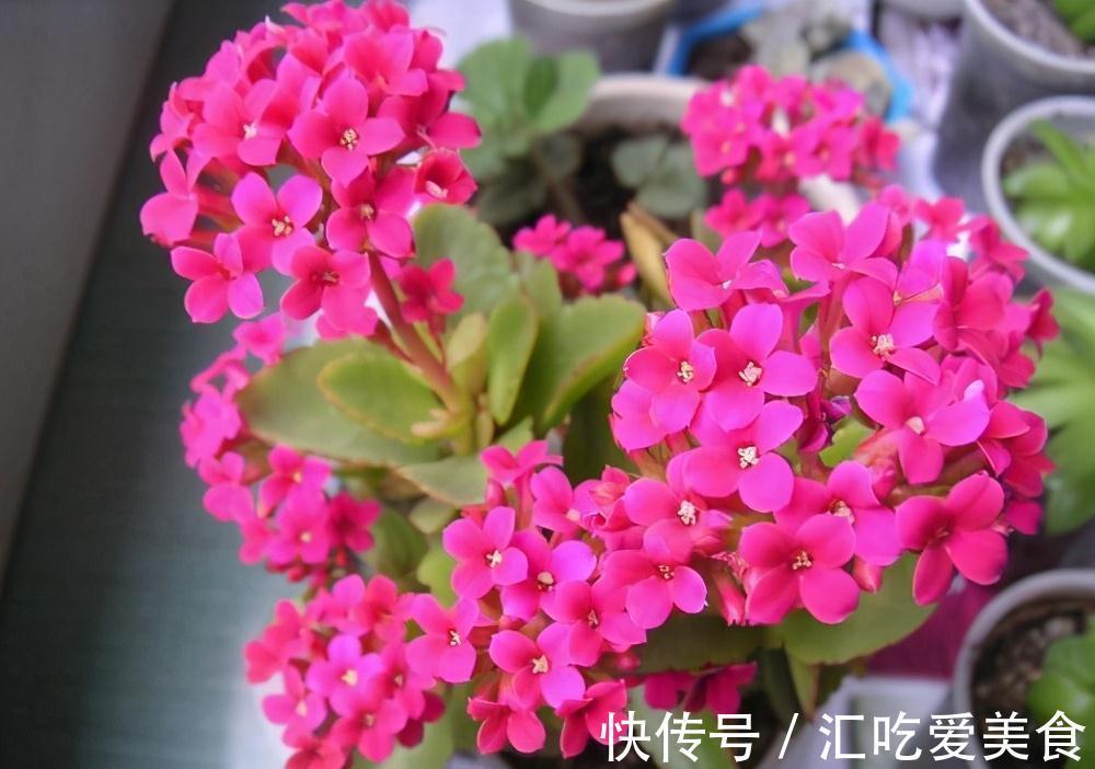 常常被低估的四种花,花期长达小半年,养一盆抵过10盆