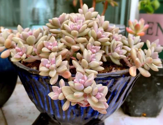 3种多肉漂亮又好养，扔盆里不用管都能长爆盆，懒人新手都能养好