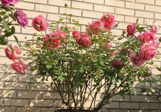 盆底垫“3种料”，不花1分钱，让花卉根系“窜满盆”，枝叶茂盛