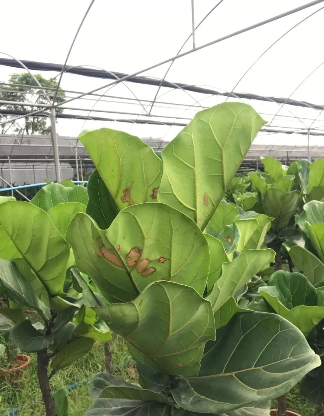 植物|快住手！这10种植物千万别晒，晒得越多，死得越快！