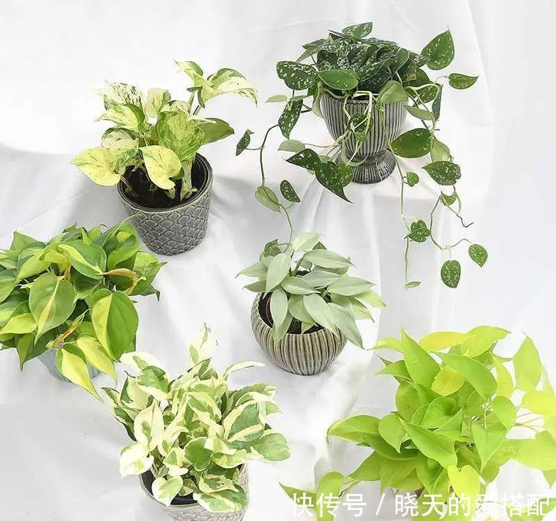 绿萝样式品种原来这么多,来看看你都认识哪一种,有没有惊艳到你