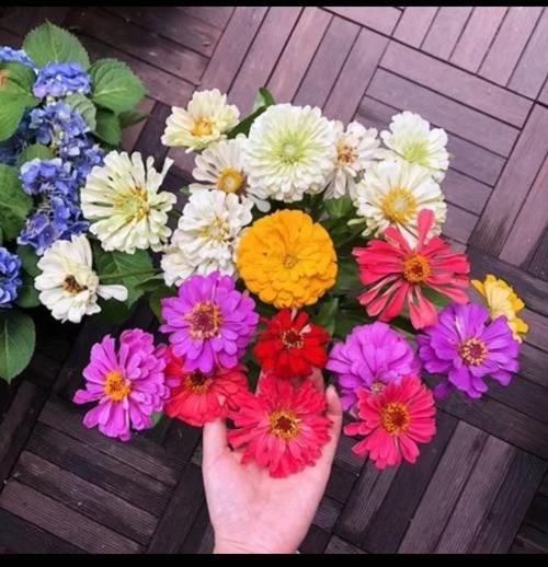 “百日菊”你知道是什么植物吗？