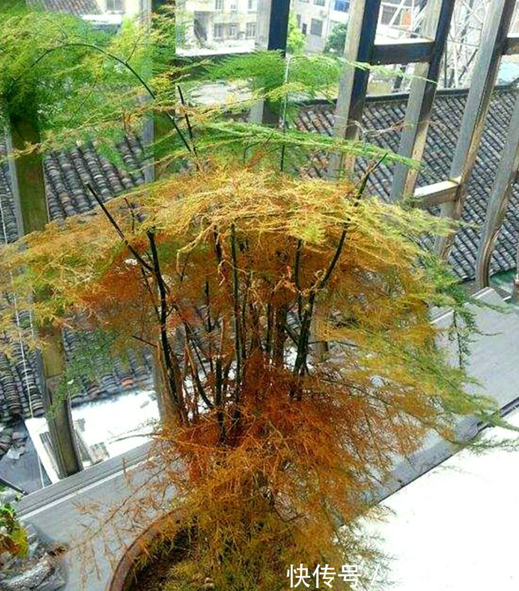 三种植物夏天爱黄叶,改善养殖方法,叶片绿,长势好