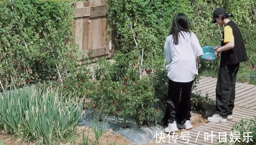 《向往4》辣椒一夜变红,被质疑是穿帮镜头农村人的解释很到位