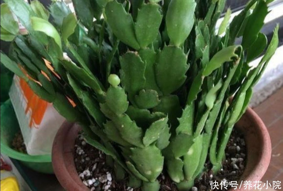 阳台上|家中养蟹爪兰，夏天有“3怕”，提前了解好，才能安全度夏