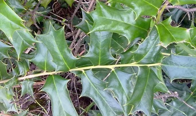 枸骨果|这树叶,也是一味中药,泡茶代饮,抗菌消炎、祛风湿