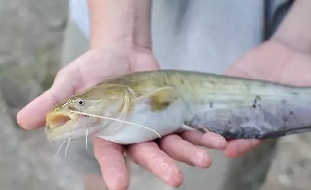 鲶鱼的三种垂钓方法,真饵假饵都可作钓,尤其是假饵效果更好