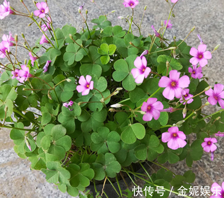 六种全年都开花不断的花卉,喜欢赏花的你怎能错过!