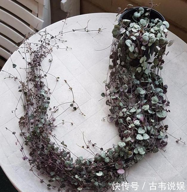 阳台空荡不知道养啥学会垂盆5种多肉,个个长成''小瀑布''