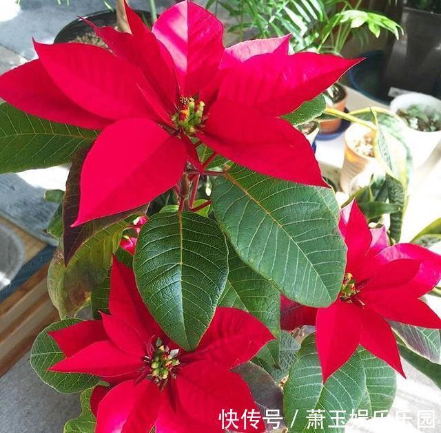 客厅别养“10种花”，虽然很漂亮，却是不利于健康的“危险花”
