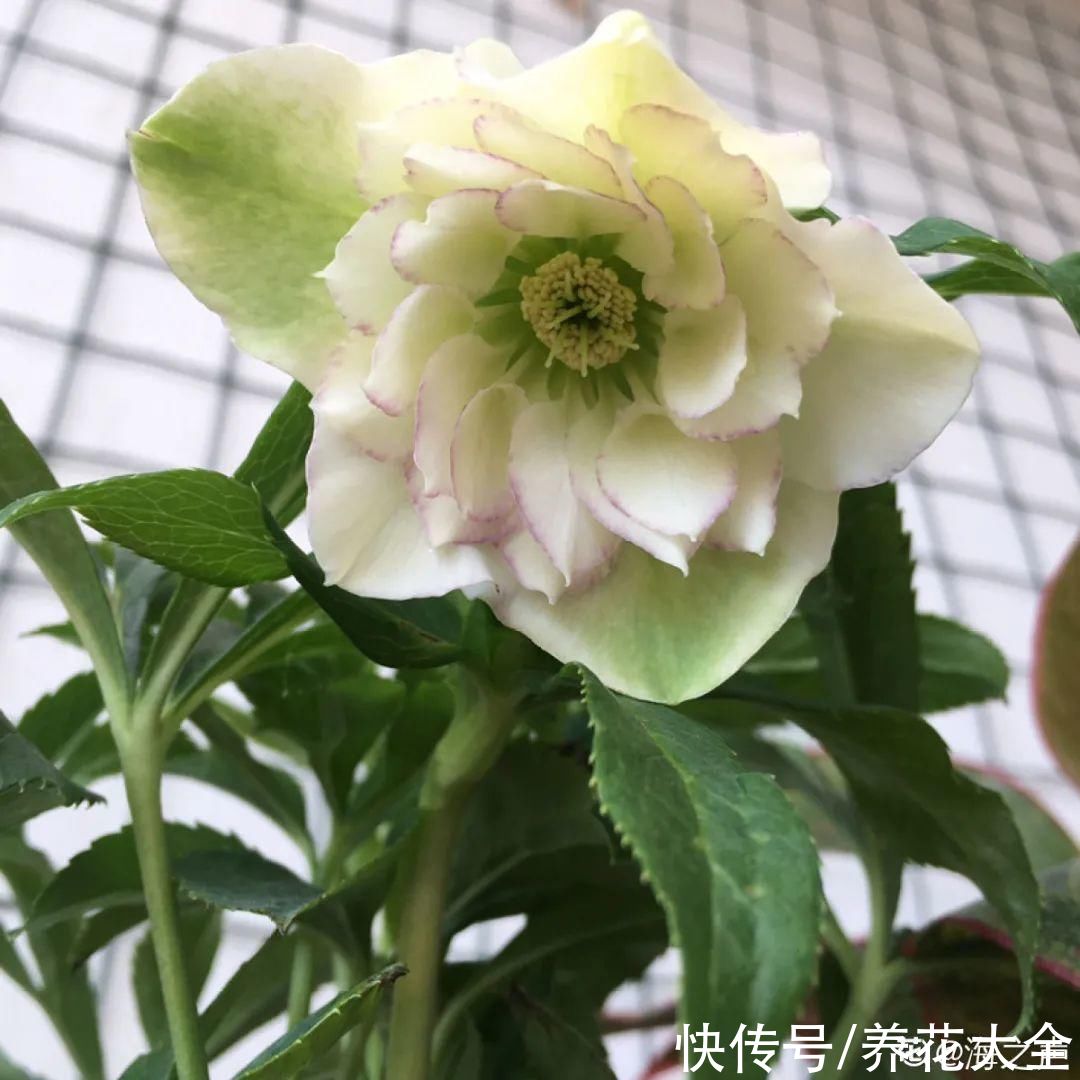 冬天好养的花，皮实不娇气，颜值高上档次，咋养都开花