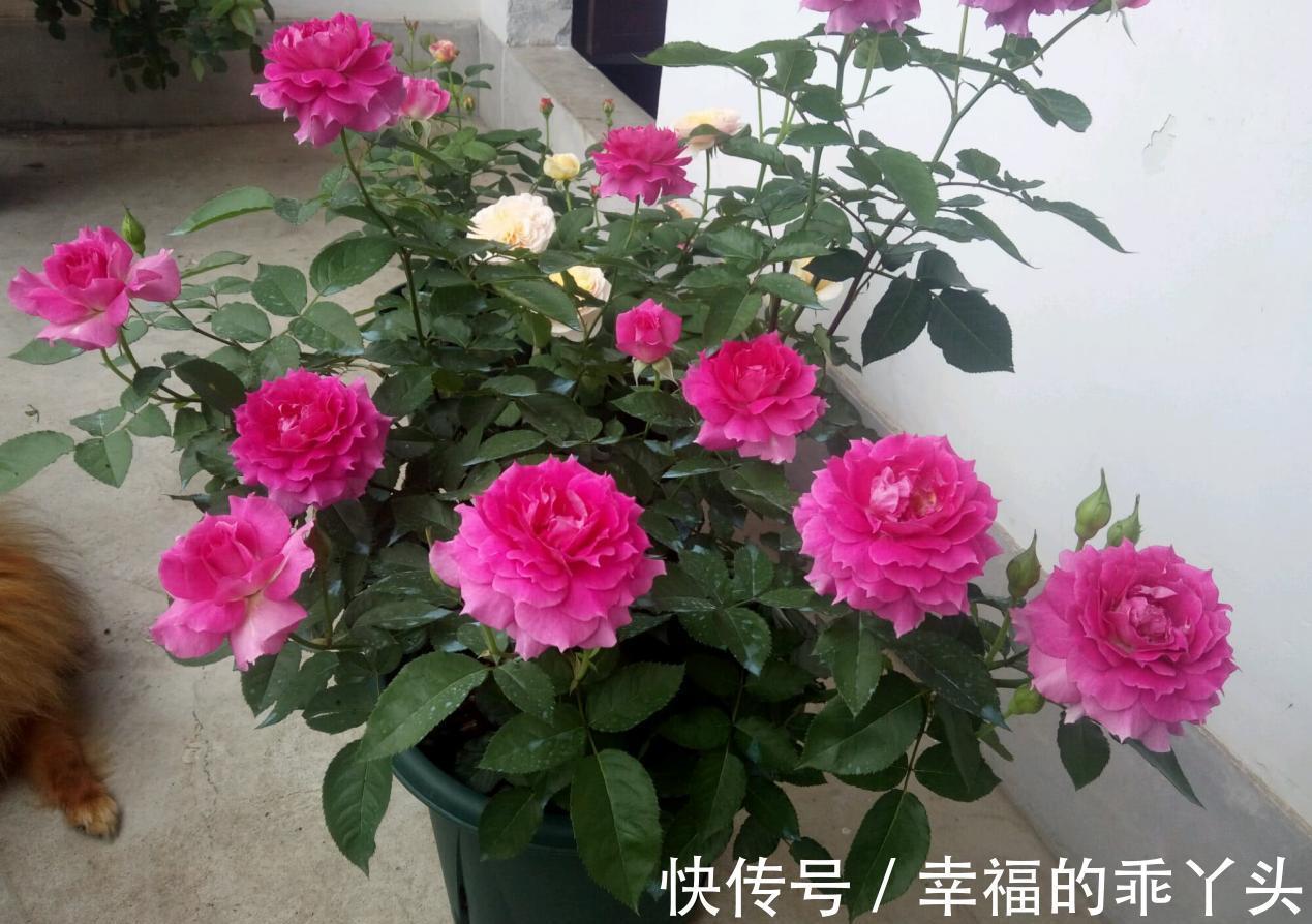 冬季养君子兰、牡丹该注意什么?注意把握细节,它们好看又好活