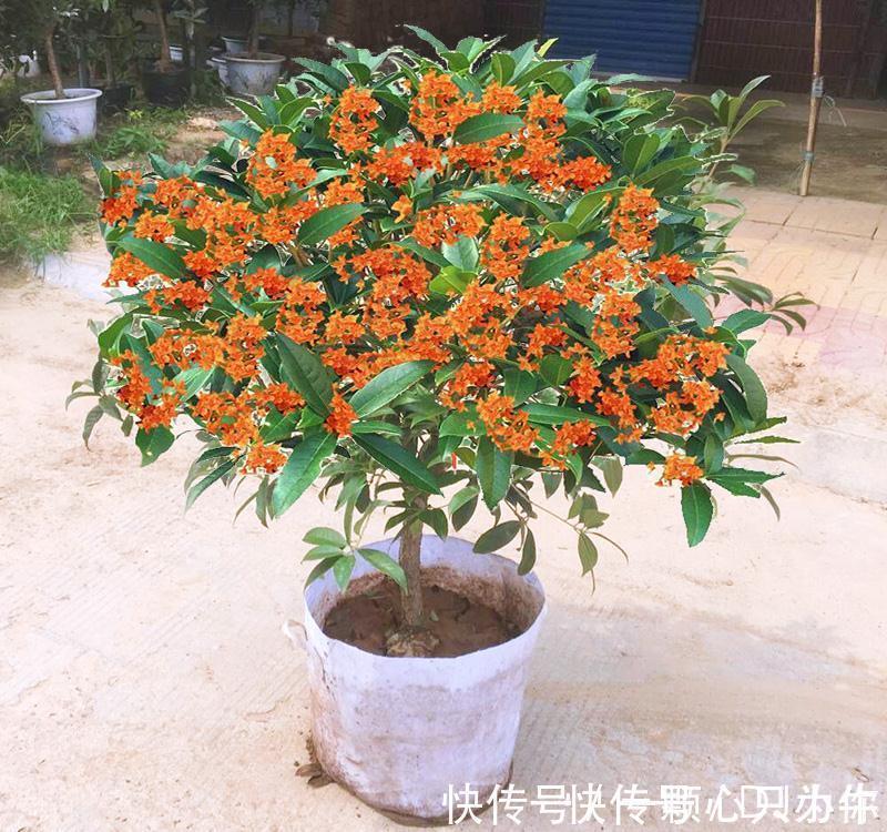 盆栽|4种“杀菌花”,冬天养几盆,清香漂亮,空气清新,家里人少生病