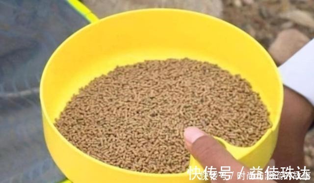 一般人|鲤鱼钓了三十年，至今才公开这饵料，一般人还真不晓得，莫泄露