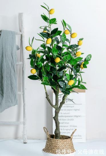 6种花真“养人”,养在家里空气清新,对睡眠有帮助,值得拥有