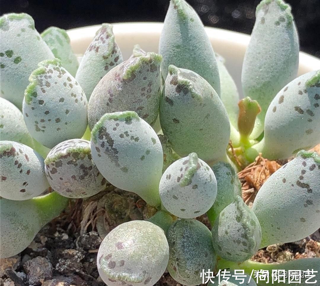多肉海豹，教你养的圆鼓鼓，放在太阳下暴晒，一点水都别浇