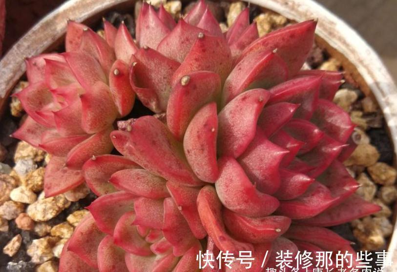 没有颗粒的多肉土易板结，而盆土板结又会对多肉造成3种不利影响